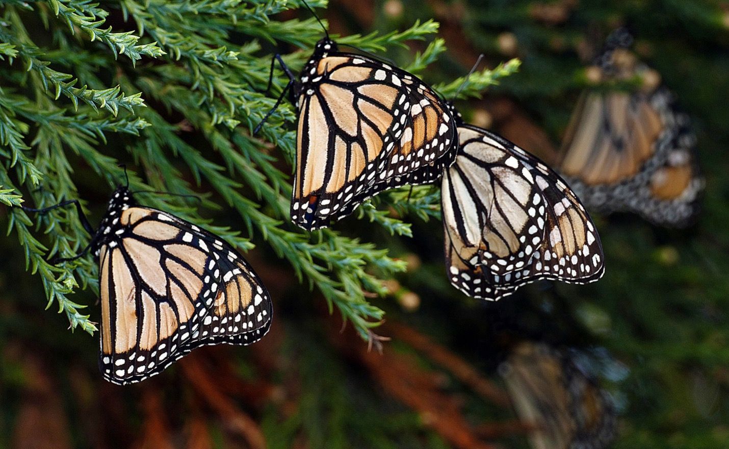 Close up of 4 Monarch butterflies on a branch.