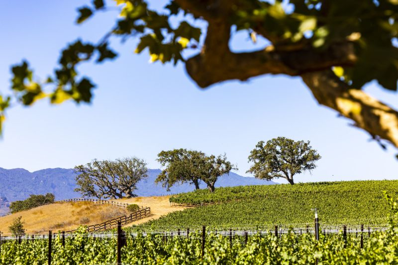 A hilly vineyard with branches of a tree in the foreground and 3 trees in the distance.