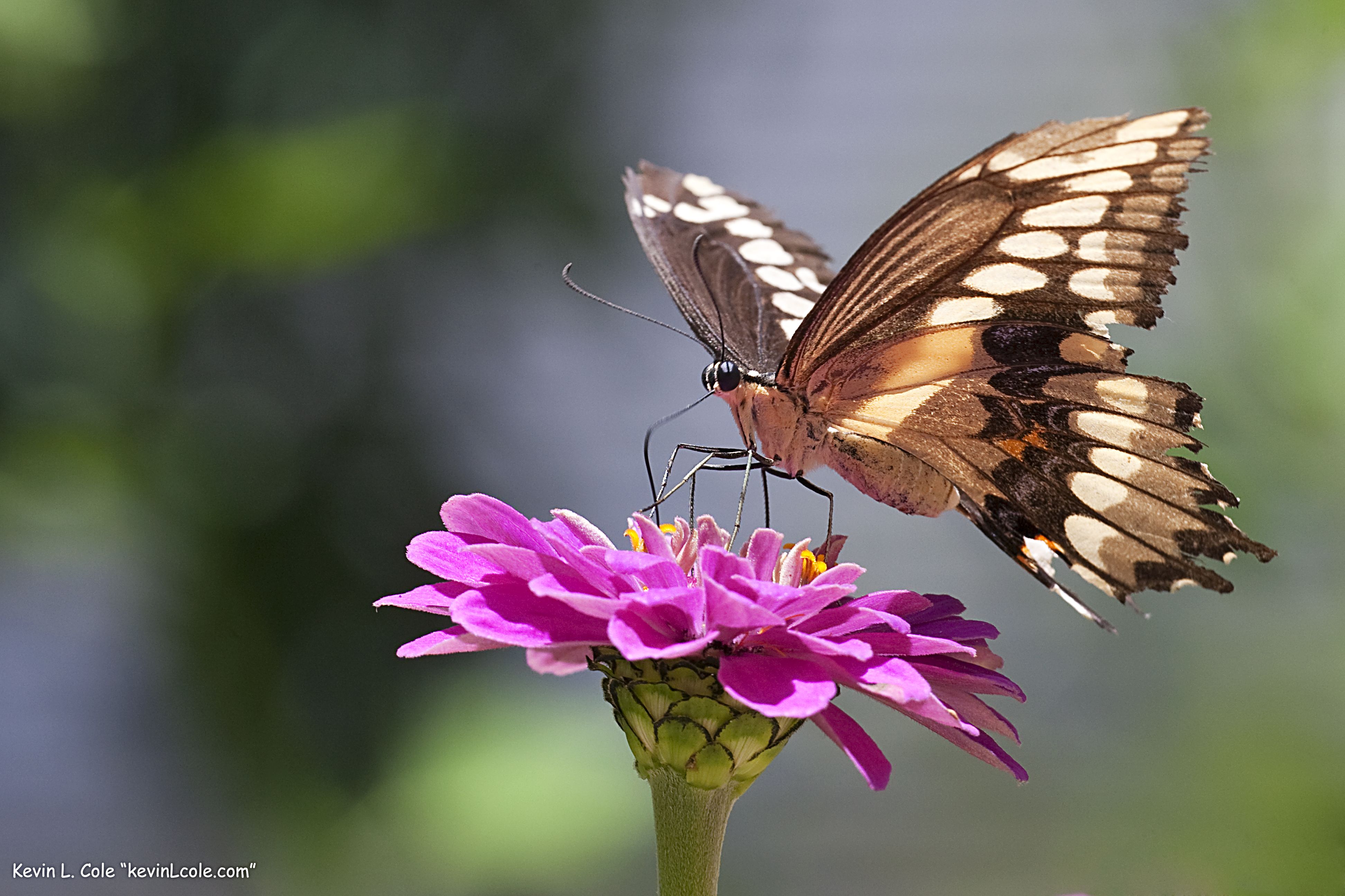 A butterfly on a purple flower at the Butterflies Alive! Santa Barbara exhibit.