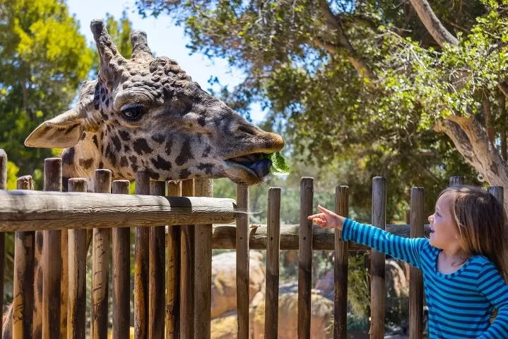 A giraffe greets a child over a fence.