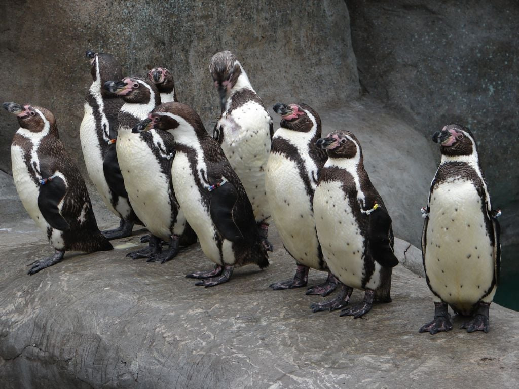 Humboldt penguins inside the exhibit at the Santa Barbara Zoo.