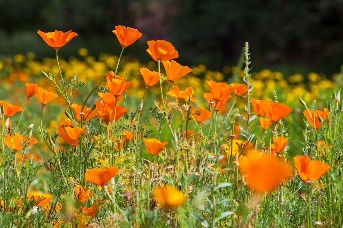 Eschscholzia californica - California poppies flowering in the meadow at Santa Barbara Botanic Garden