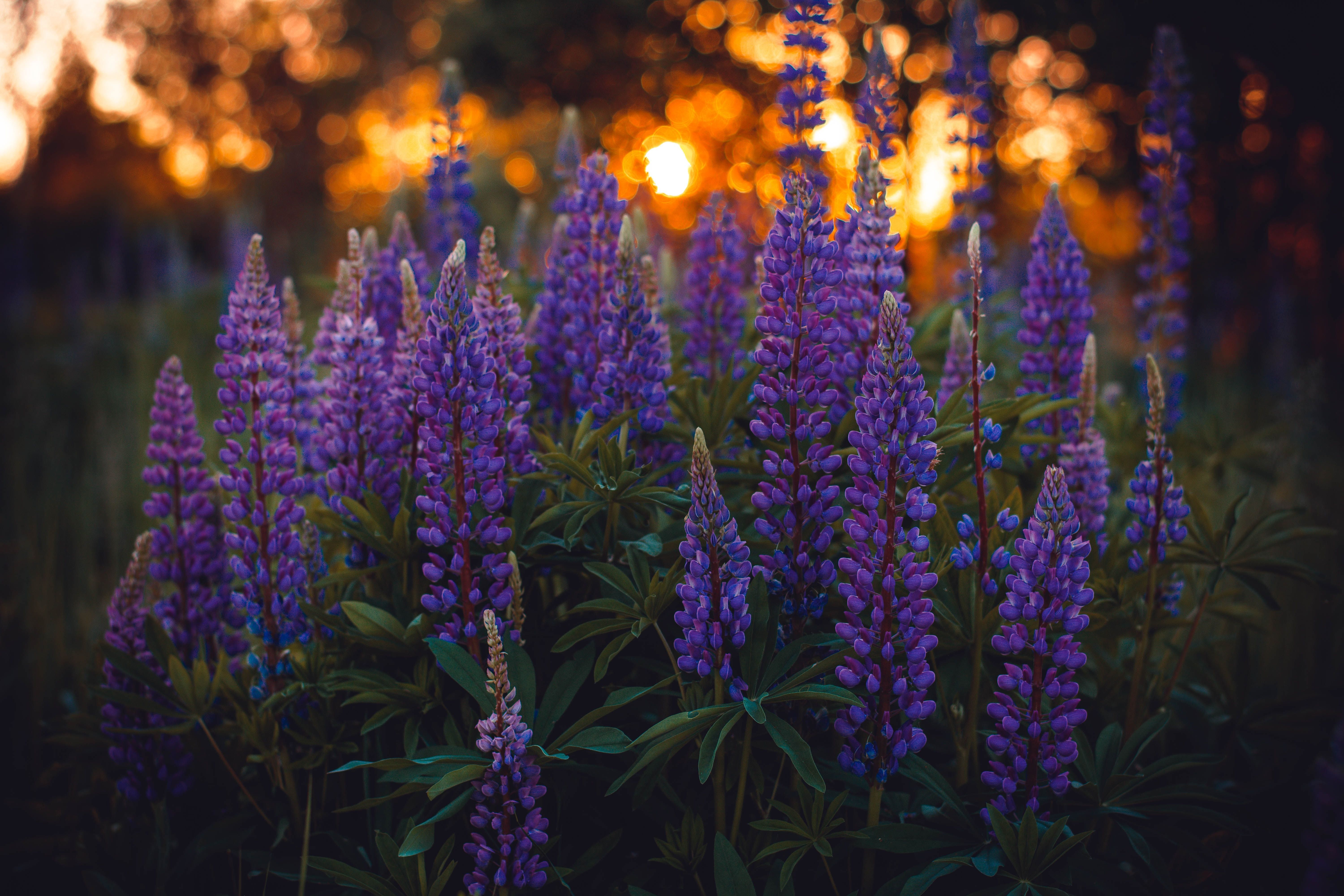 Close up of purple wildflowers with the sun peeking through the trees in the background.