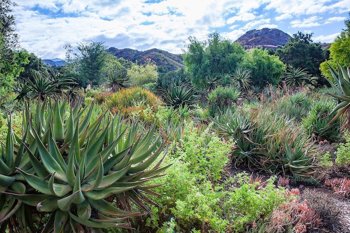 Healthy succulents with rolling hills, blue sky and white fluffy clouds.