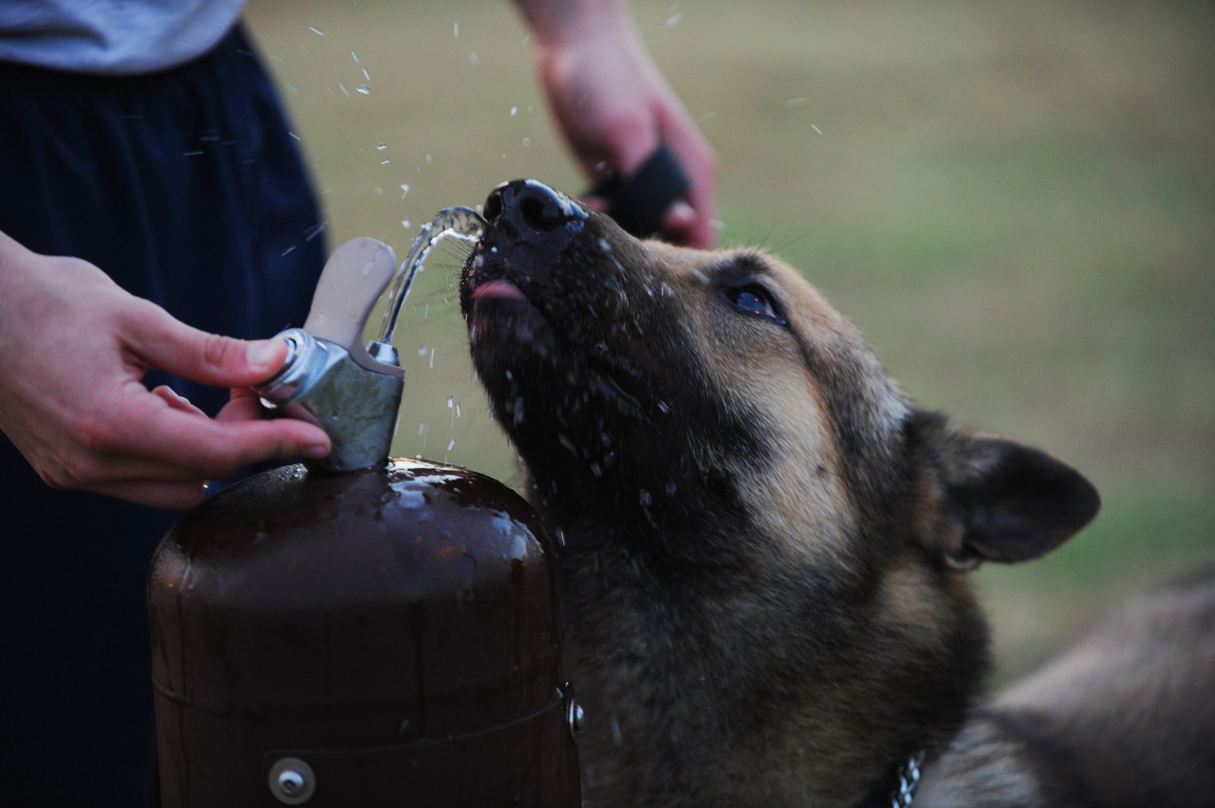 A dog drinking water from a drinking fountain on a summer day.