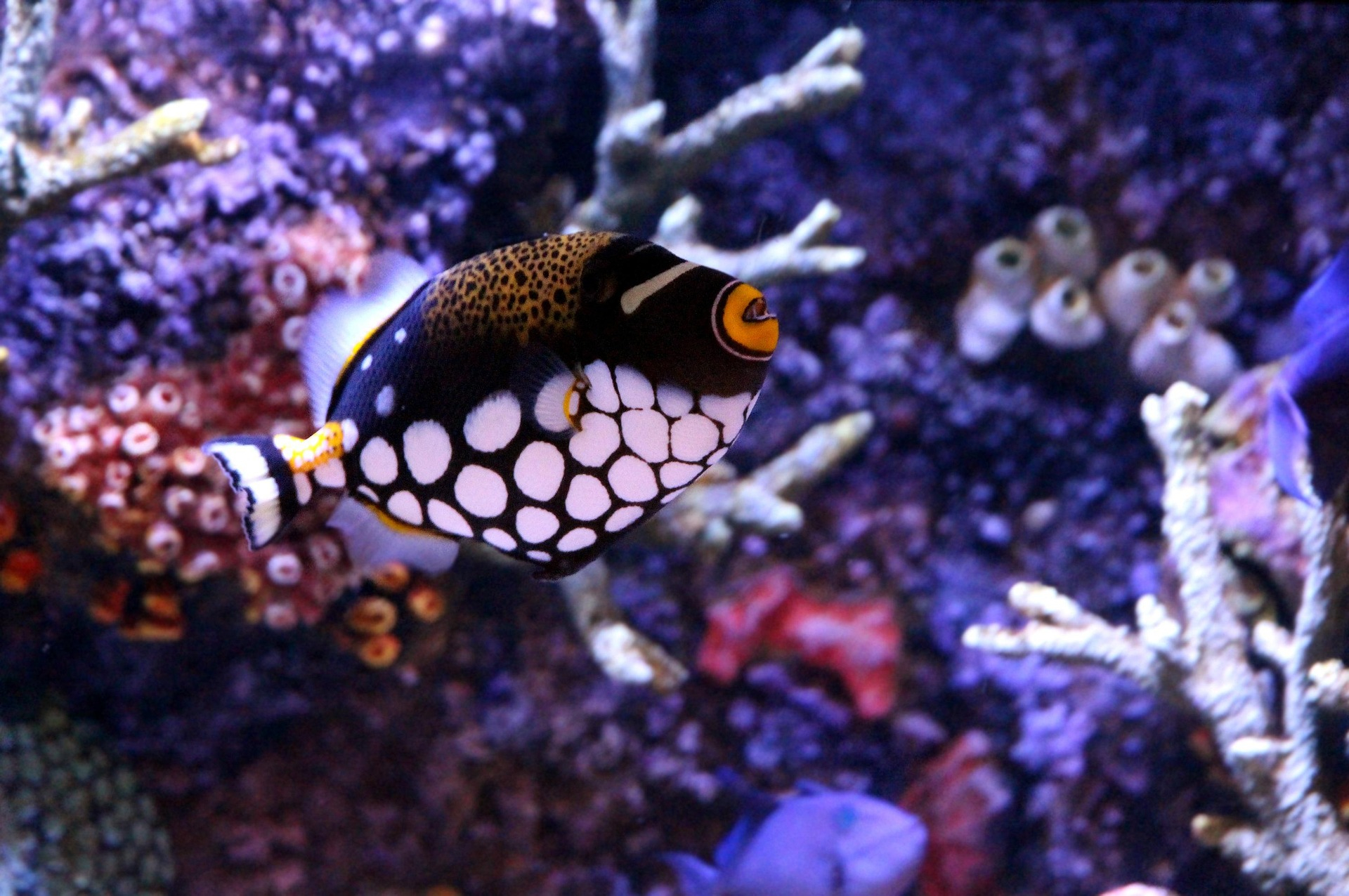 Close-up of an exotic fish in a colorful aquarium.