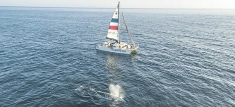 A sailboat and a whale in sata barbara