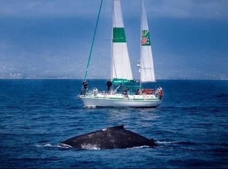Boat in the ocean with whale coming out of the water in front