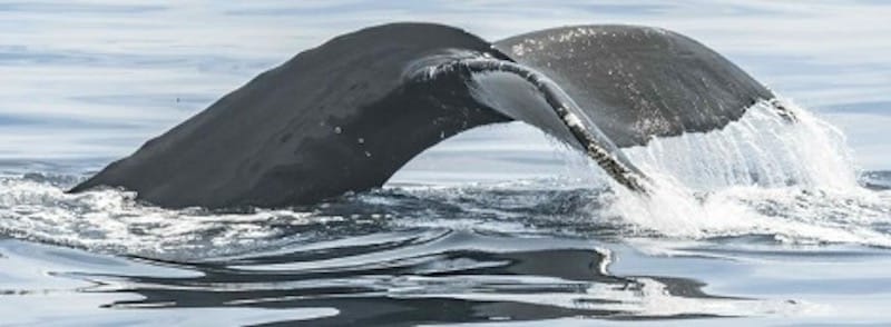 A huge whale tail out of the water