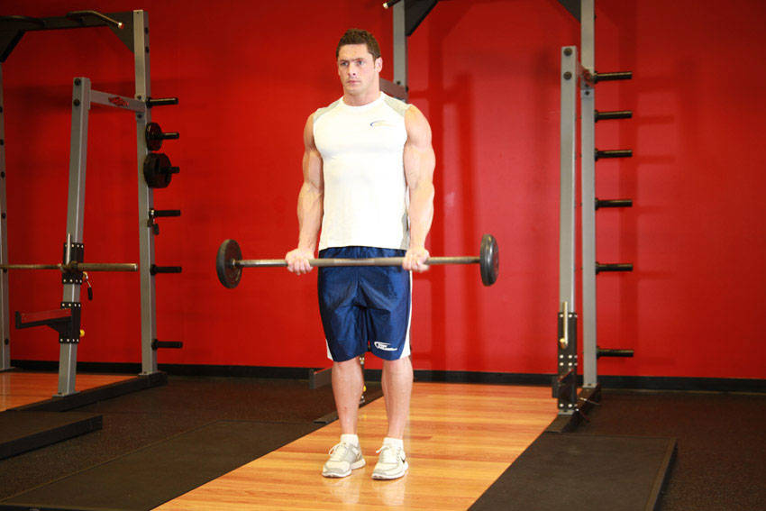 Barbell Curl — starting position, working the biceps