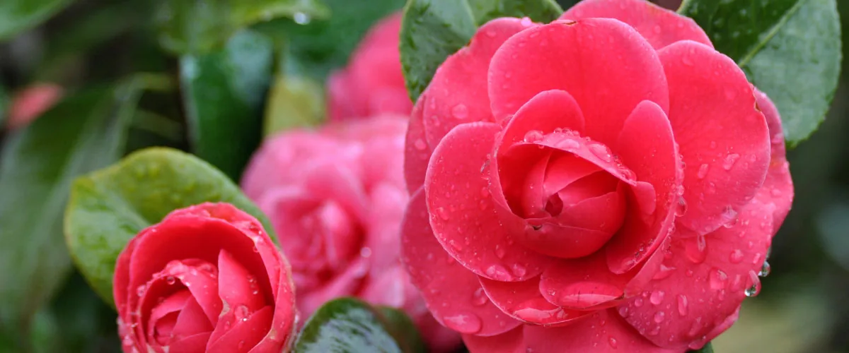 Camelie in fiore
