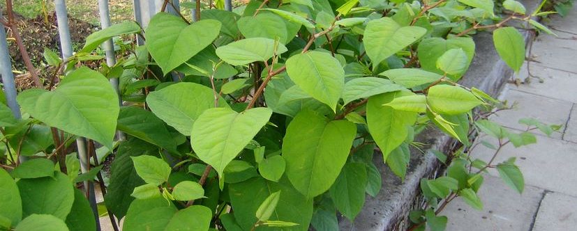 Japanese Knotweed