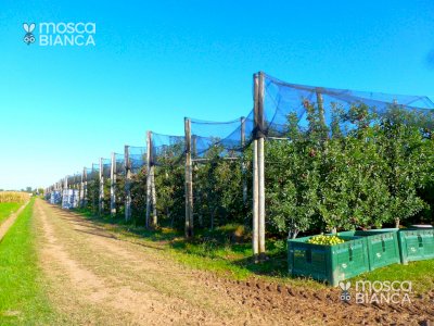 PASSATORE - TERRENO AGRICOLO (FRUTTETO) di 11,90 giornate piemontesi