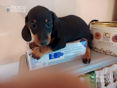 bassotto nano cuccioli maschi bellissimi 