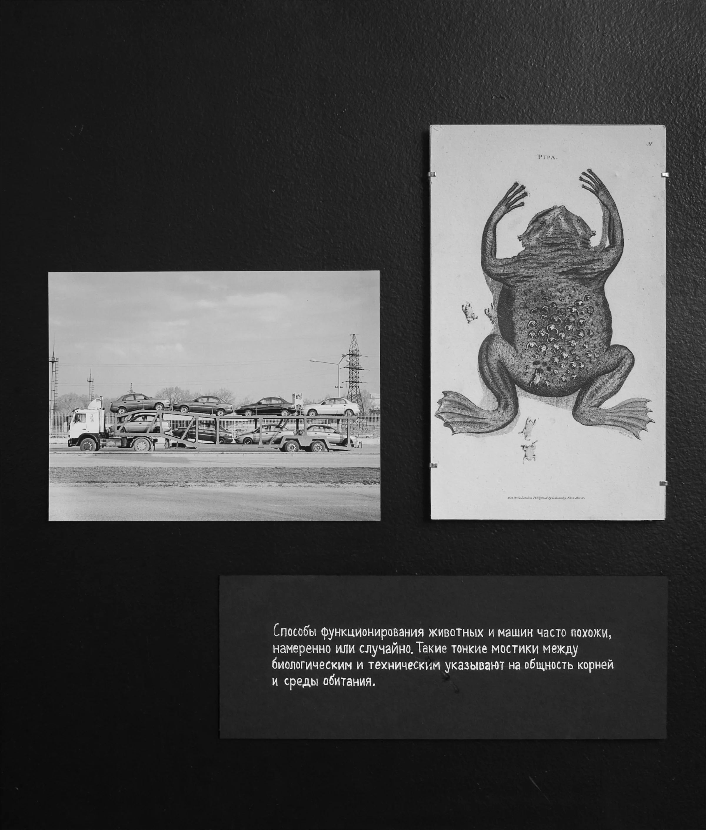 Илья Долгов «Азой», 2012.
