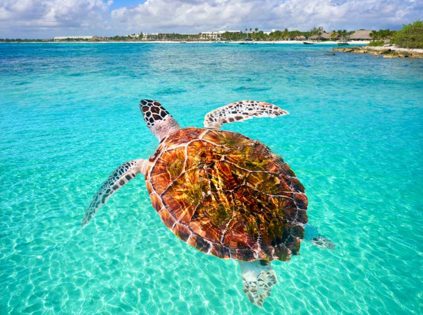 About Living in Akumal