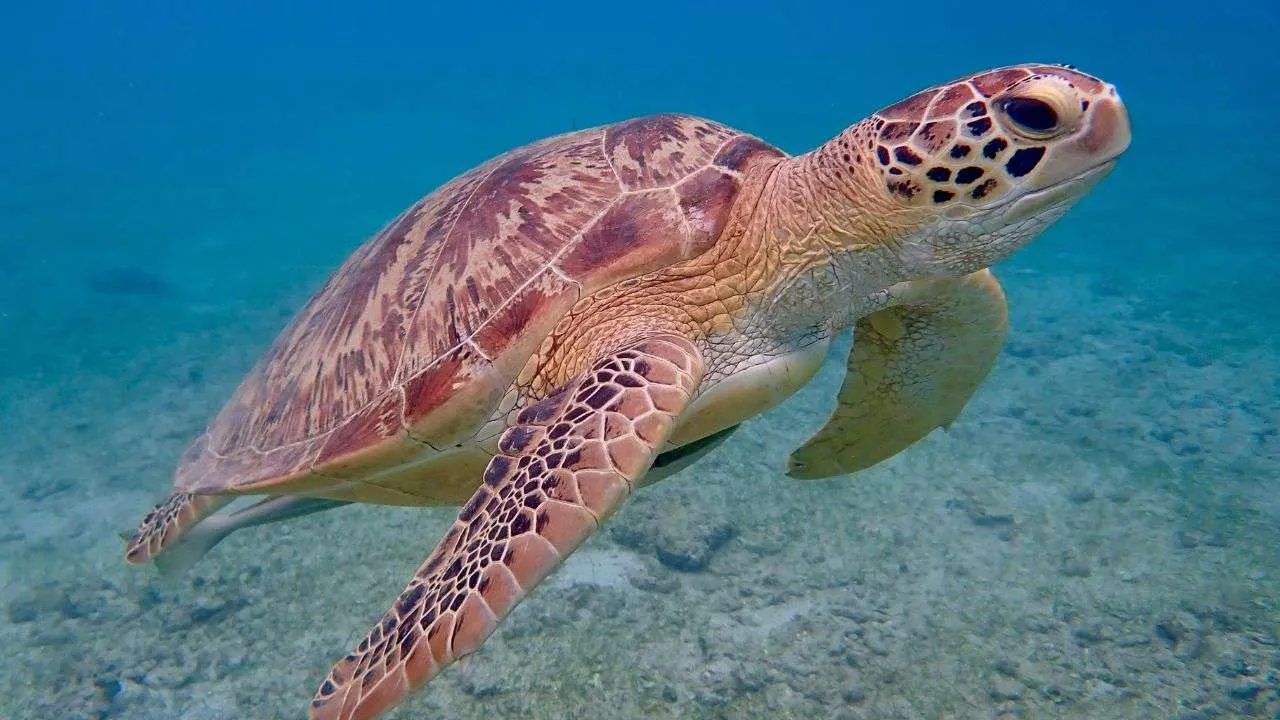 Sea Turtle Nesting Season in the Riviera Maya: What You Need to Know