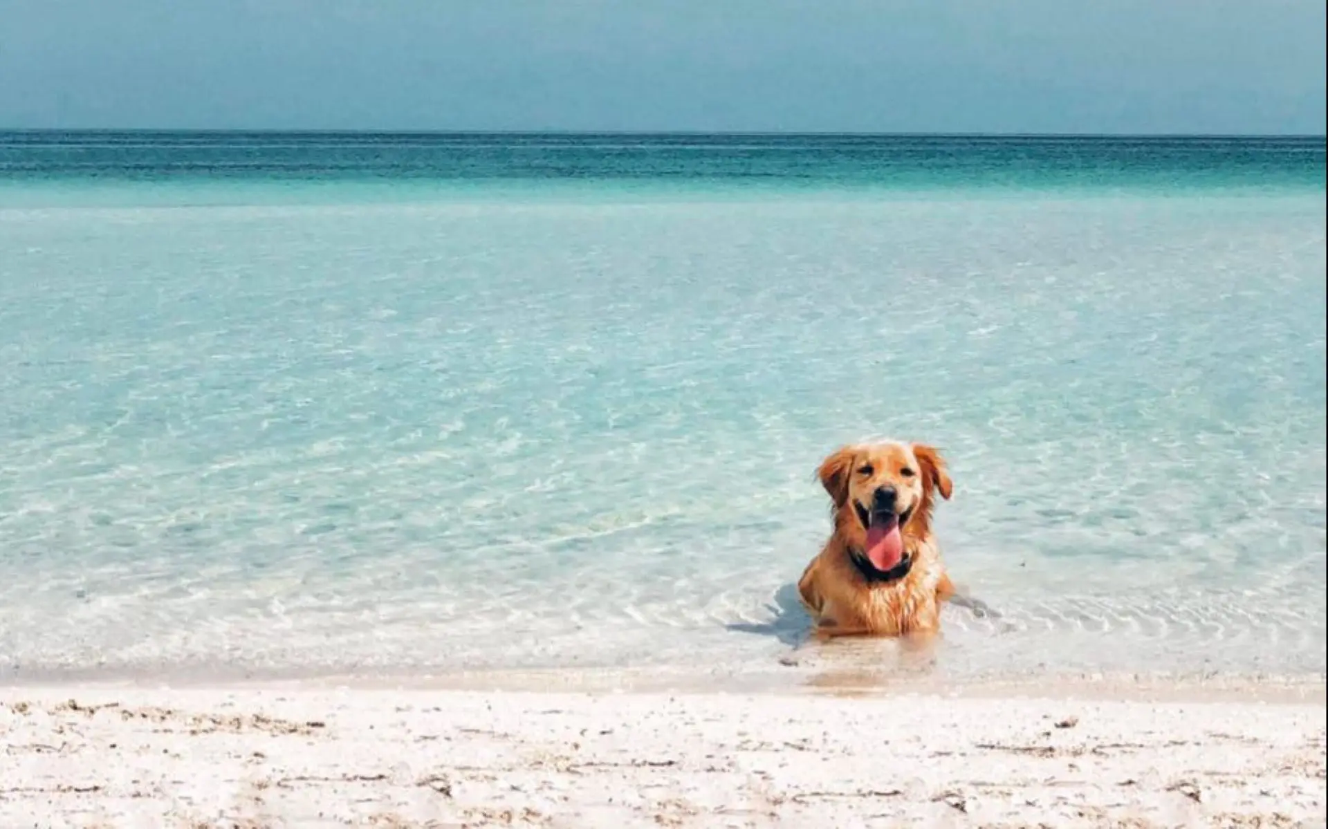 Moving to Riviera Maya with Your Pet: What to Expect