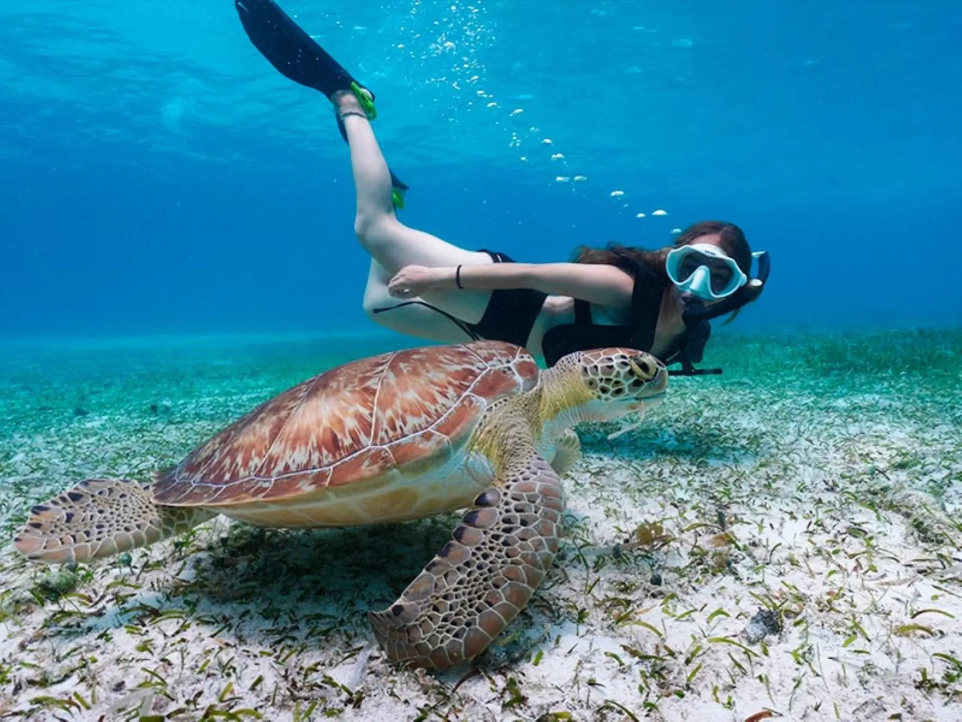 snorkel-alta.jpg snorkel alta