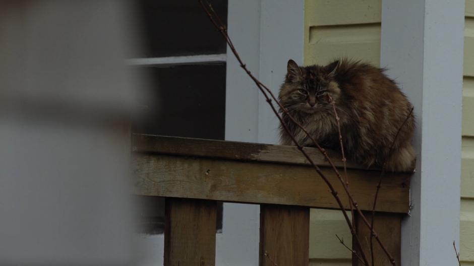 A cat sits on the railing of the house next door.