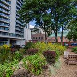 Photograph of Downtown Diversity Garden.