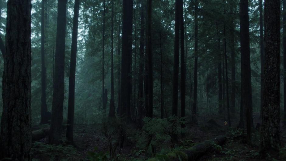 Andrew Eggers wanders through the forest in his yellow raincoat.