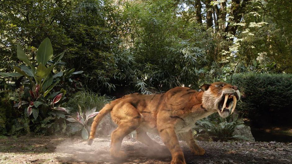 The saber-toothed tiger roars after the escape of its prey.