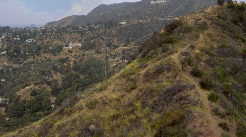 Old Lace runs down the trail to the entrance with the Hollywood sign in the background.