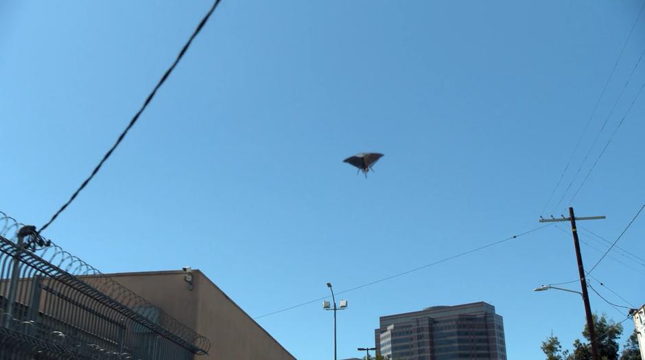 One of Tina's drones flies overhead after Alex.