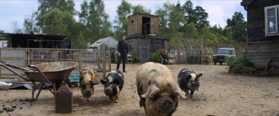 Melina watches her pigs head back to their home after hearing the proximity alert.