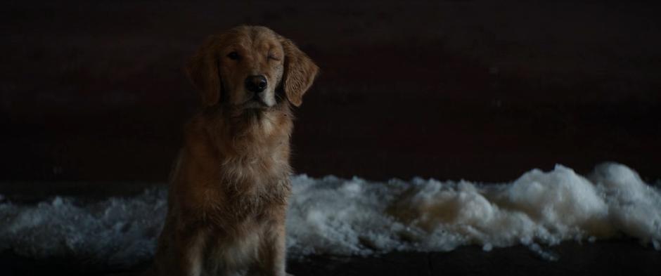 A dog with one eye looks up at Kate.