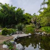 Photograph of Lily Ponds.