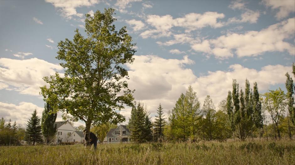 Bill cuts down a tree as he prepares his defenses.