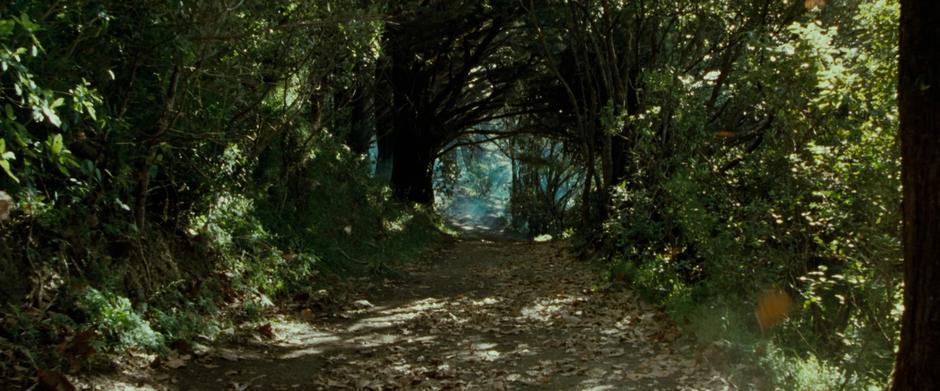 Frodo's view down the path by the mushrooms.