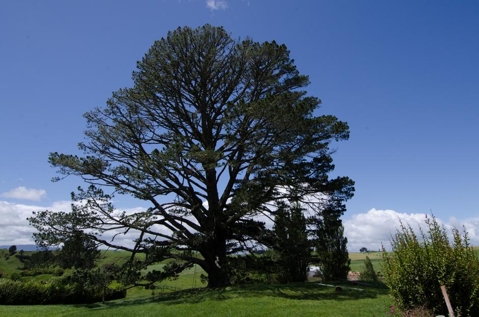 The party tree that sits it the center of town.