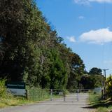 Photograph of Waitarere Forest.