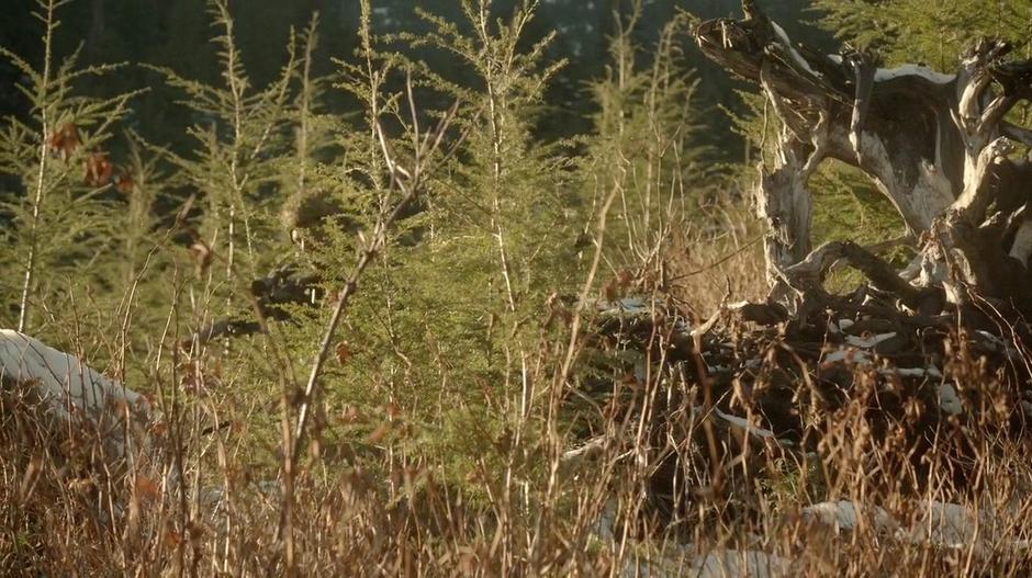 The sniper moves through the grass away from the dead tree he was hiding behind.