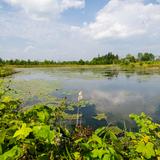 Photograph of Pond off Reesor Road.