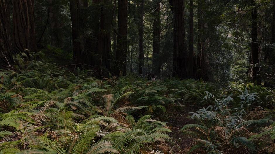 Amanita and Nomi trek up through the ferns deep in the forest.