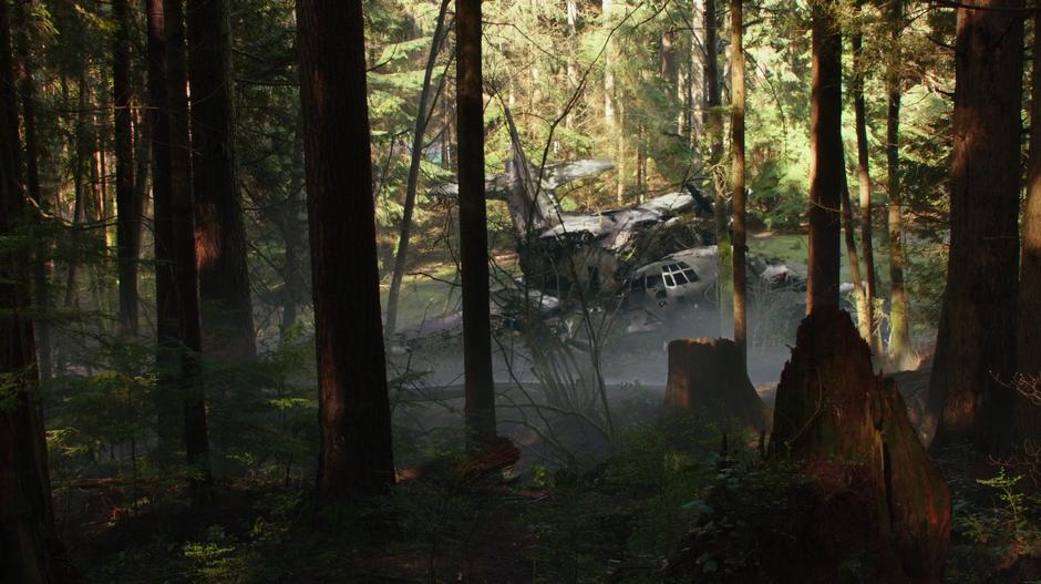 The old wreckage of an airplane is visible through the trees.