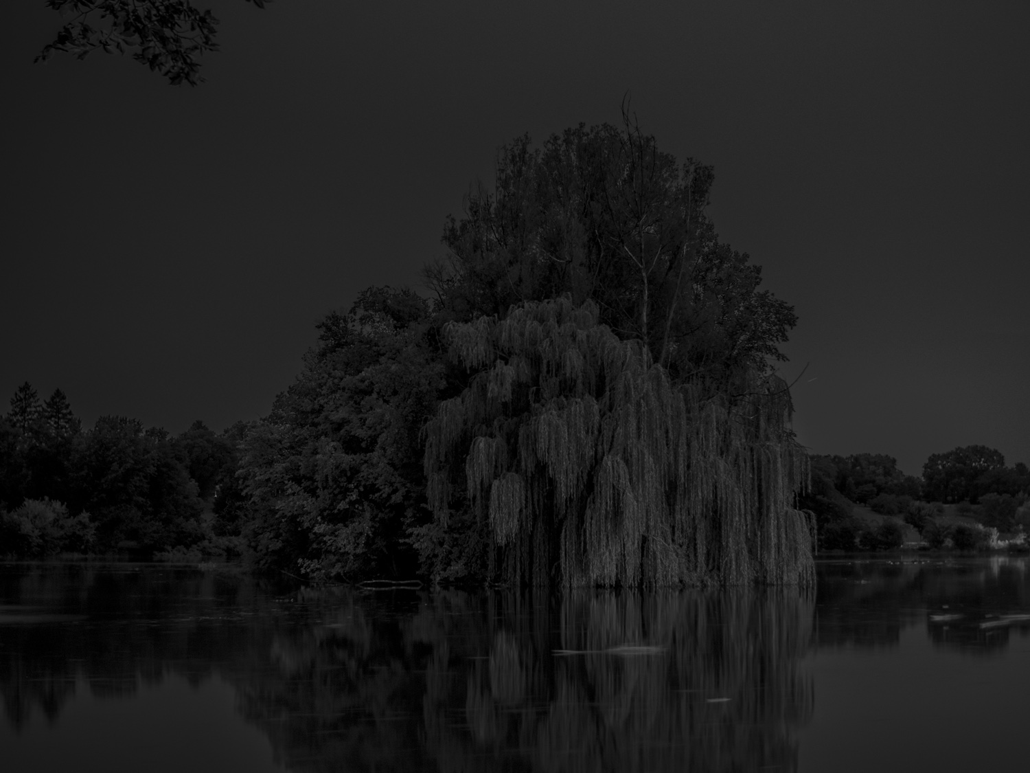Nearly black photo of large tree at night