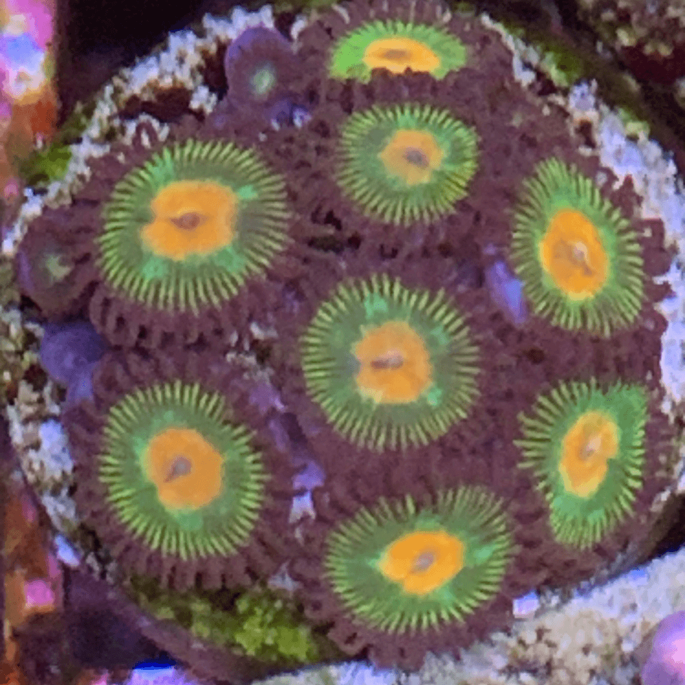 Marley or purple nipples  - Image 1