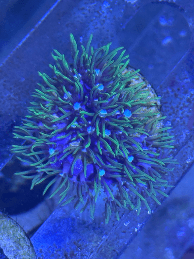 Green star Polyps WYSIWYG - Image 1