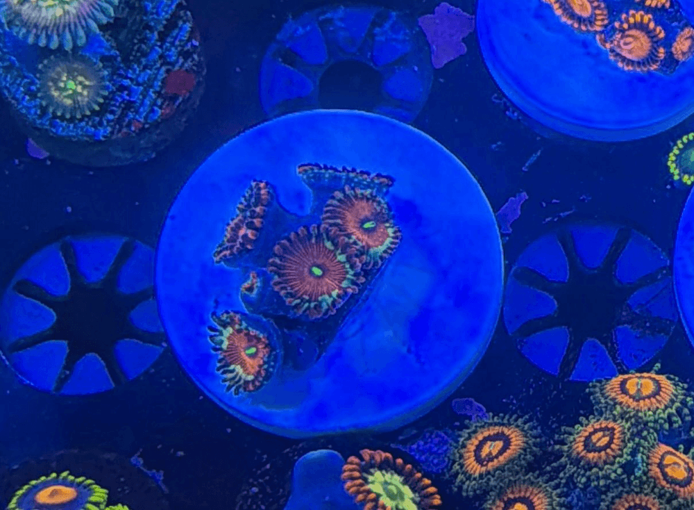 ECC Salted Agave Zoa - Image 1