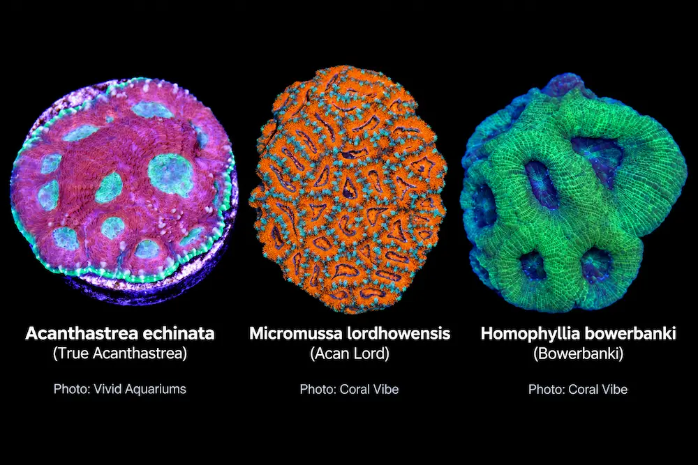 Side-by-side comparison of an Acanthastrea echinata with tightly packed corallites, a Micromussa lordhowensis (Acan lord) with plump distinct polyps, and a Homophyllia bowerbanki with larger irregular corallites