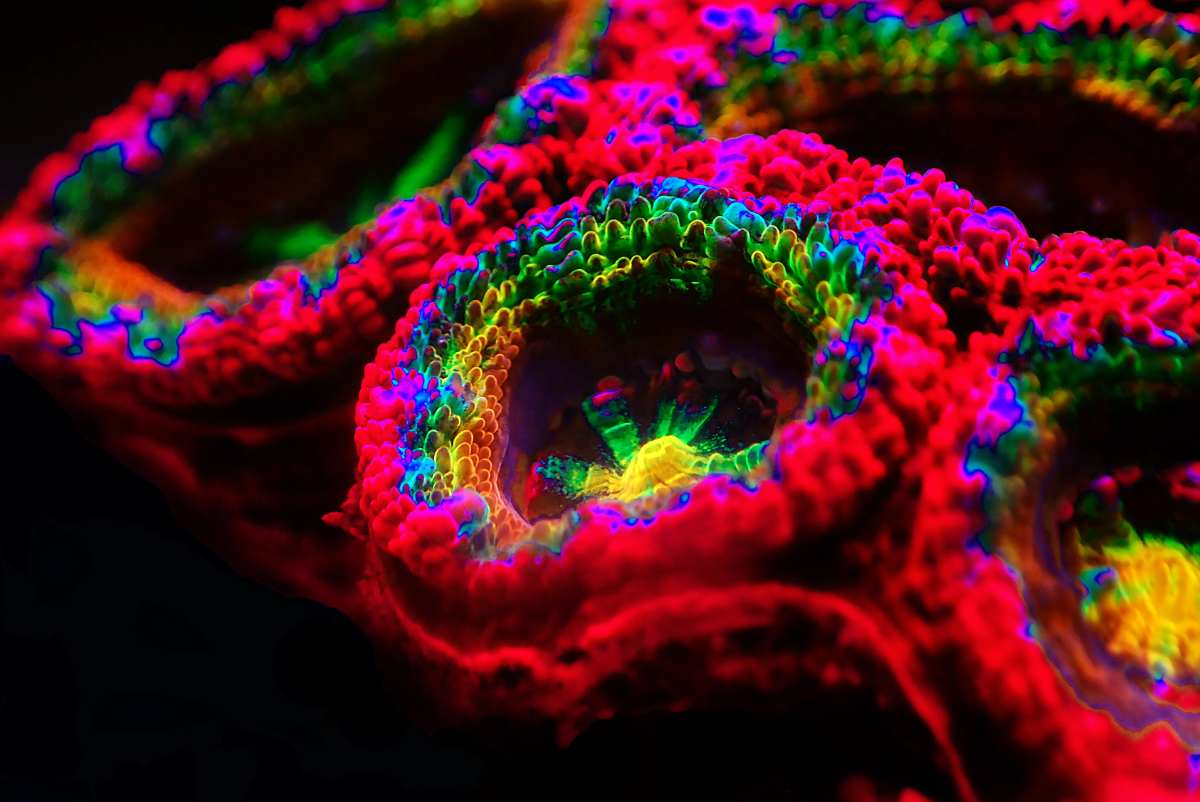 Acan Corals