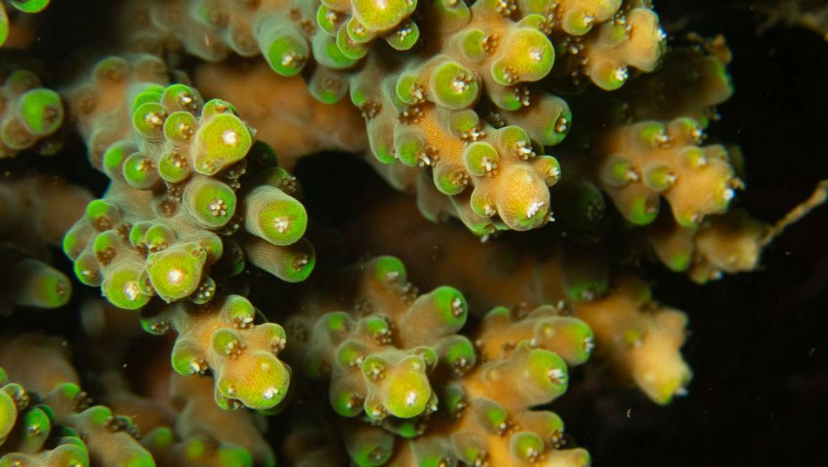Acropora Corals