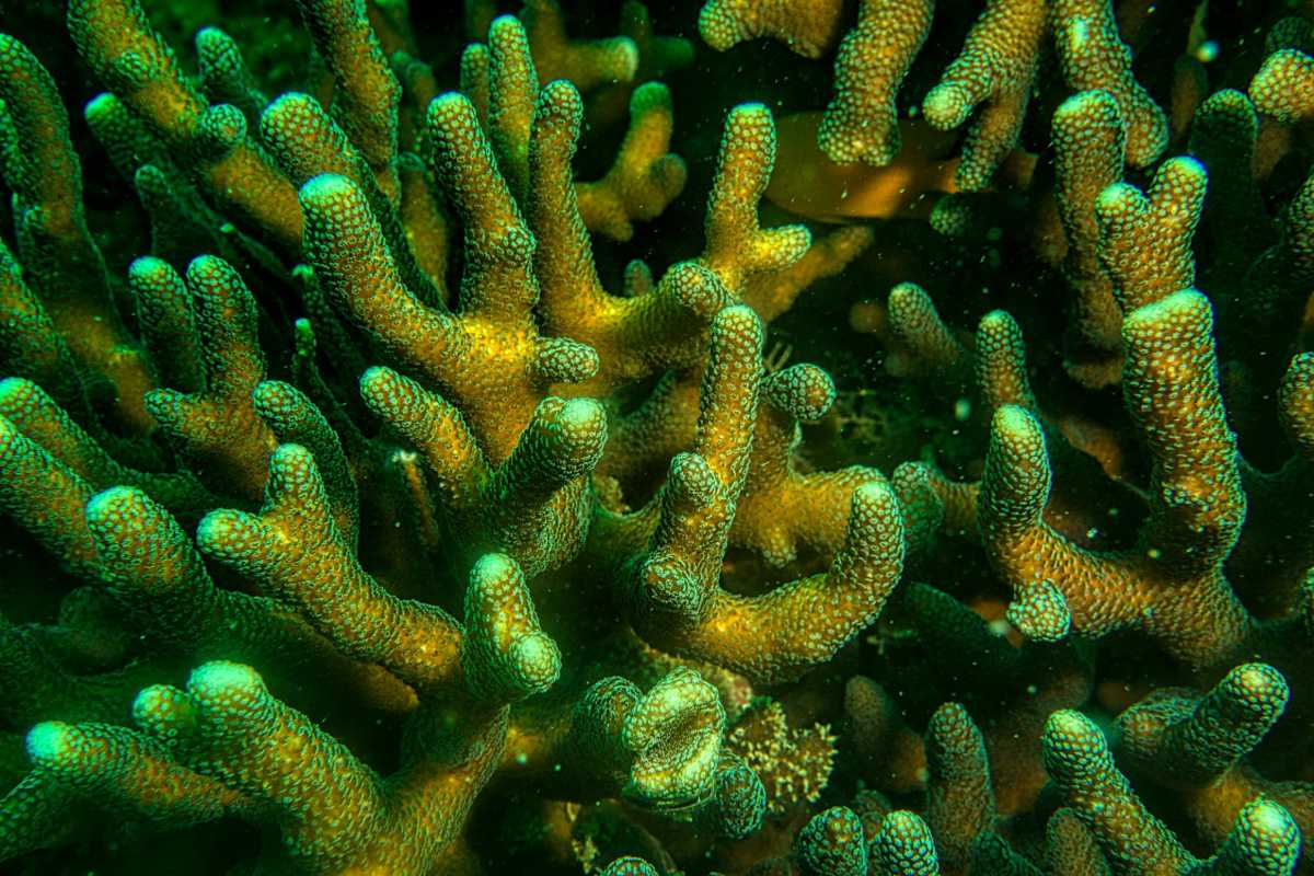 Birdsnest Corals