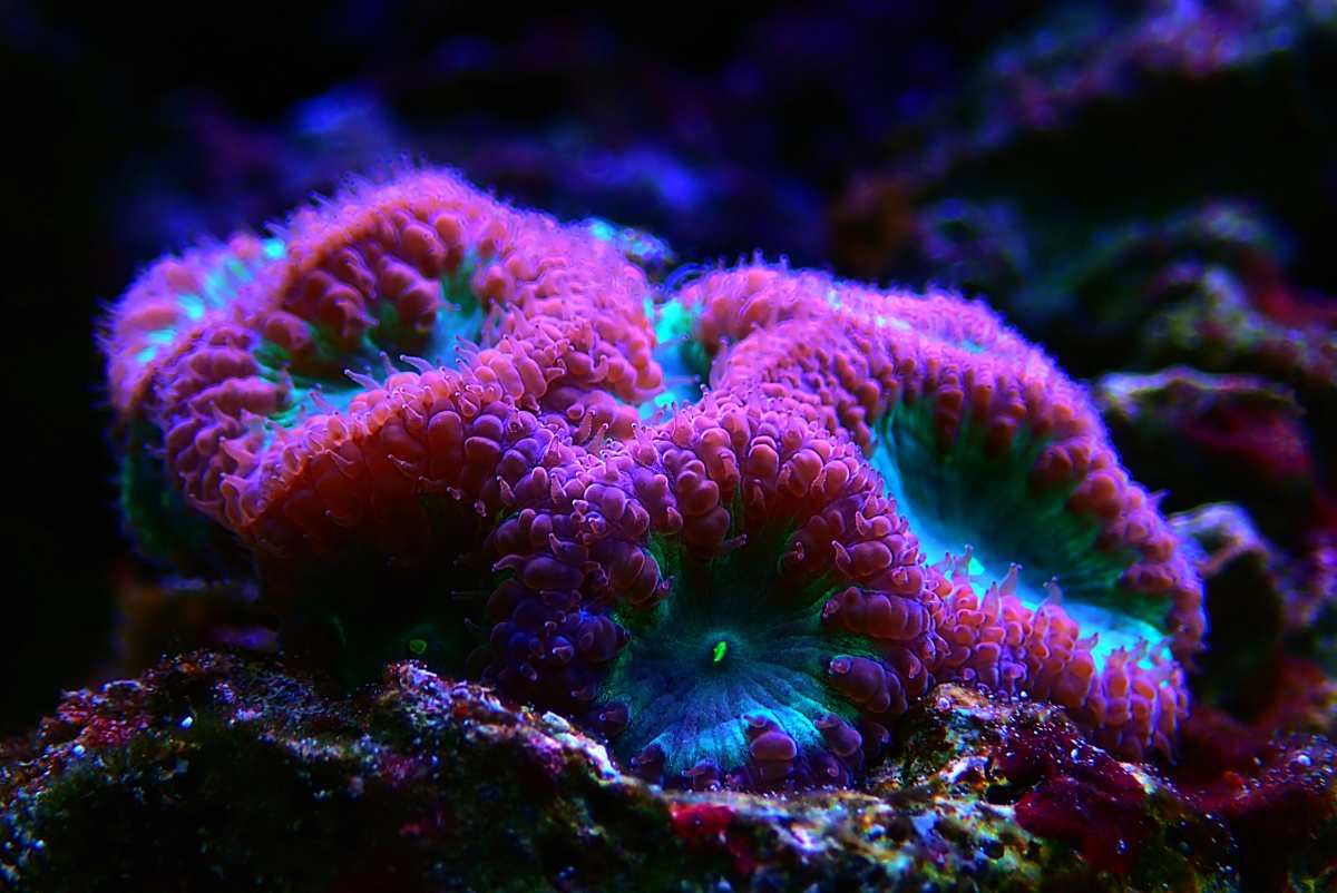 Blasto Corals