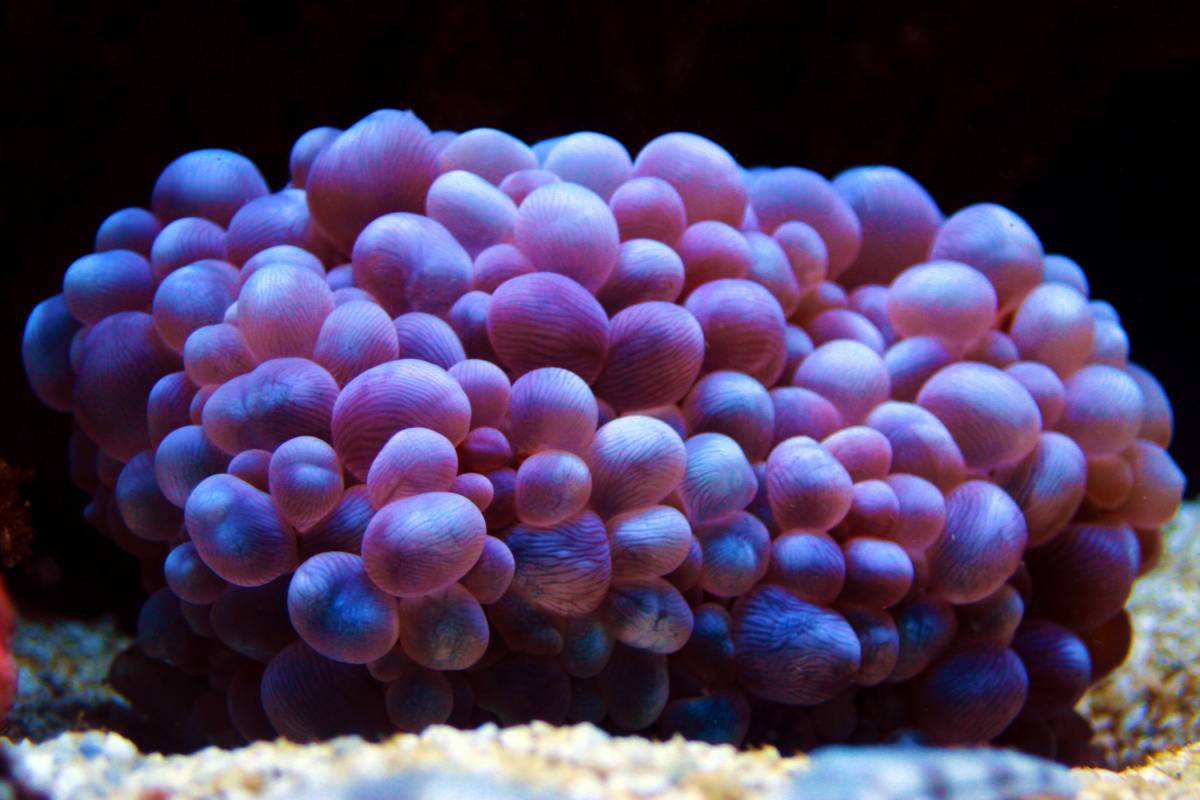 Bubble coral